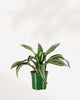 Dracaena Jade Jewel 4" Pot - Small