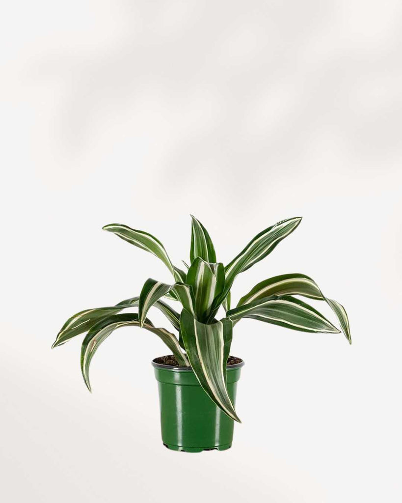 Dracaena Jade Jewel 4" Pot - Small