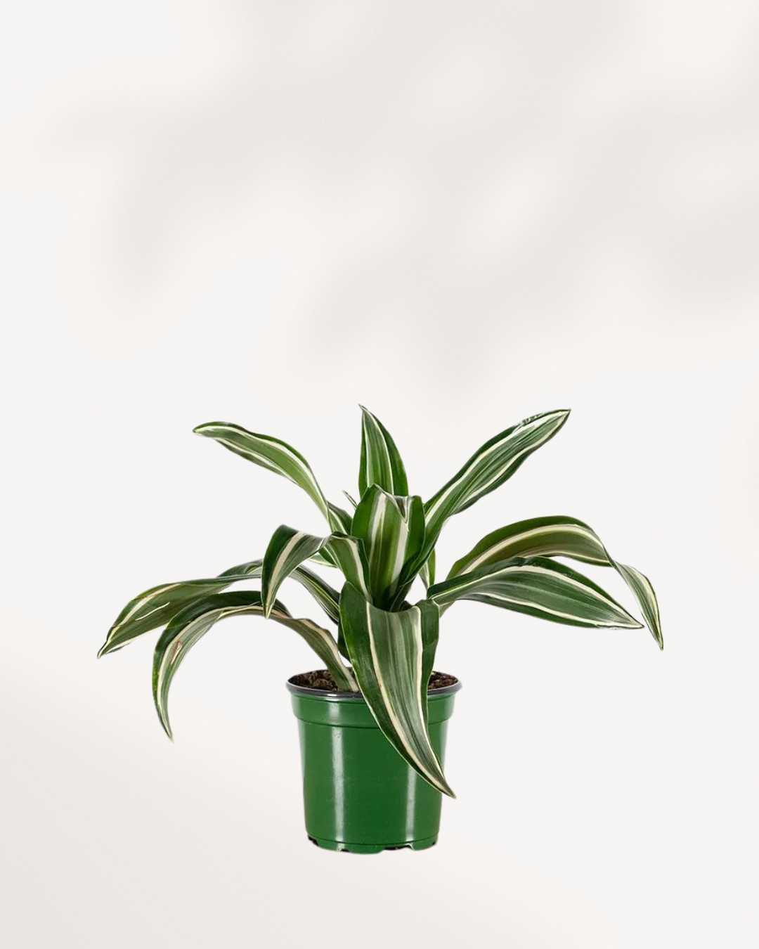 Dracaena Jade Jewel 4" Pot - Small