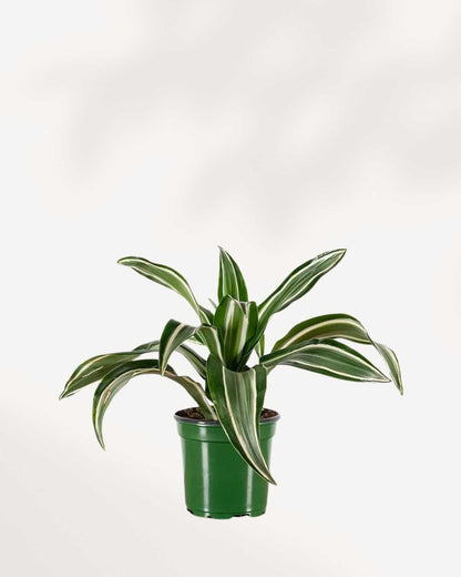 Dracaena Jade Jewel 4" Pot - Small
