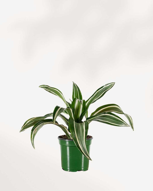 Dracaena Jade Jewel 4" Pot - Small