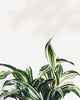 Close-up of Dracaena Jade Jewel's striped leaves