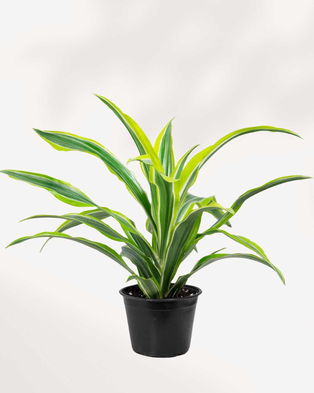 Dracaena Lemon Lime 6" Pot - Medium