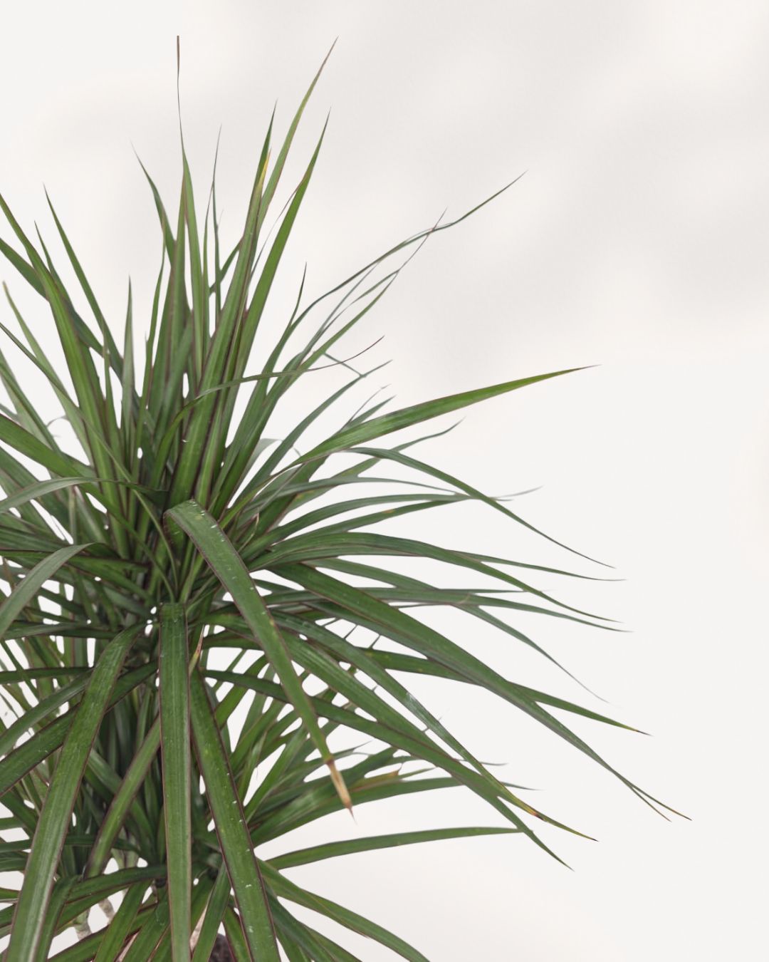 Close up of Dracaena Marginata Cane Set leaves highlighting rich green tones and natural texture of this easy care indoor houseplant delivered across Richmond Hill and GTA
