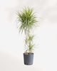 Dracaena Marginata Kiwi 10" Pot - Large (4'-5' Tall)