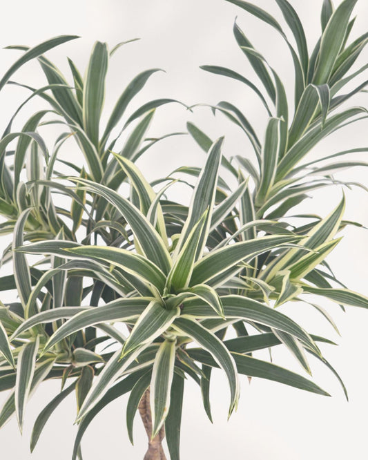 Front top view of Dracaena Reflexa Variegated Braid showcasing its braided stems and vibrant variegated leaves, premium indoor houseplant for homes and offices across Canada.