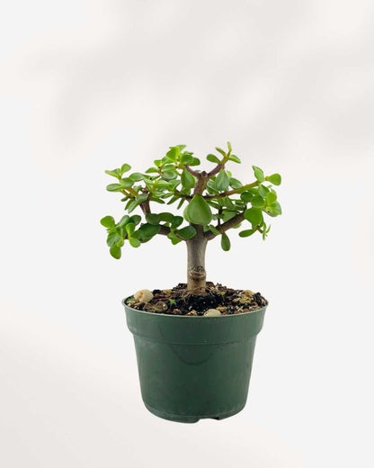 Dwarf Jade 5" Pot Medium