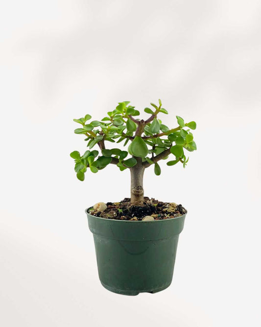 Dwarf Jade 5" Pot Medium
