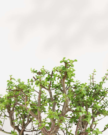 Dwarf Jade