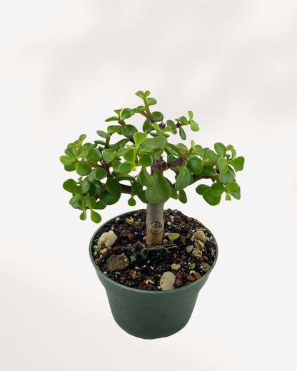 Dwarf Jade