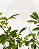 Dwarf Umbrella Tree - Schefflera Arboricola