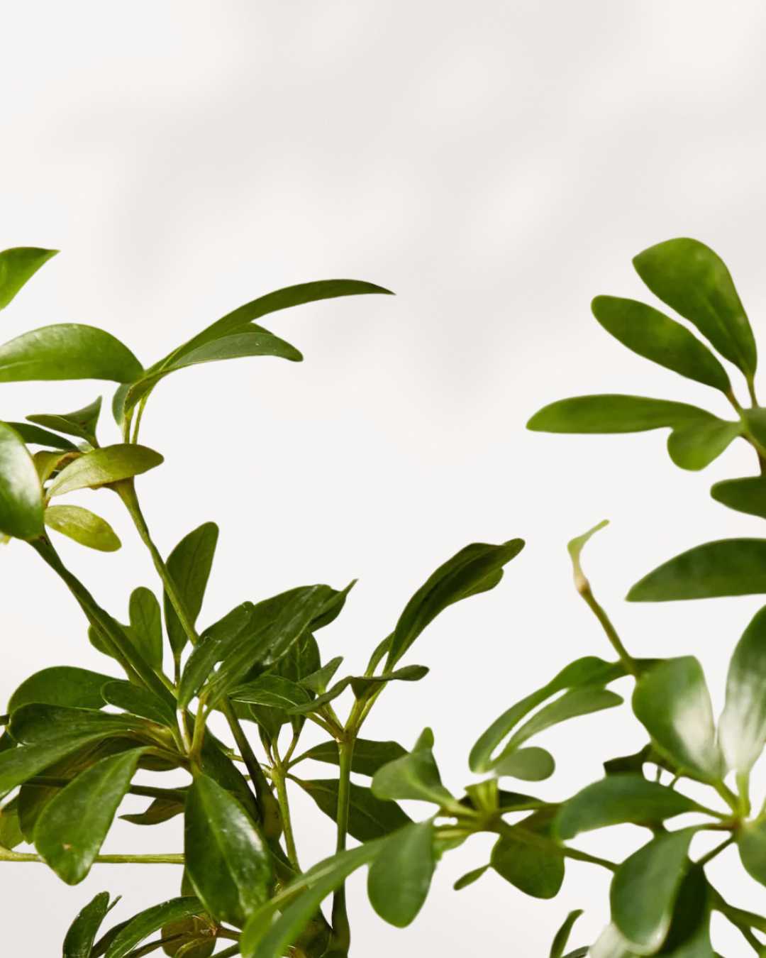 Dwarf Umbrella Tree - Schefflera Arboricola