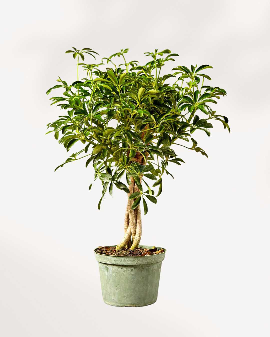 Dwarf Umbrella Tree - Schefflera Arboricola
