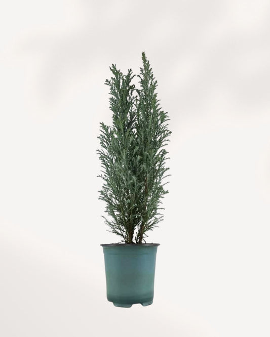 Ellwoodii Cypress | Buy Online