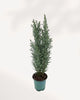 Ellwoodii Cypress | Buy Online