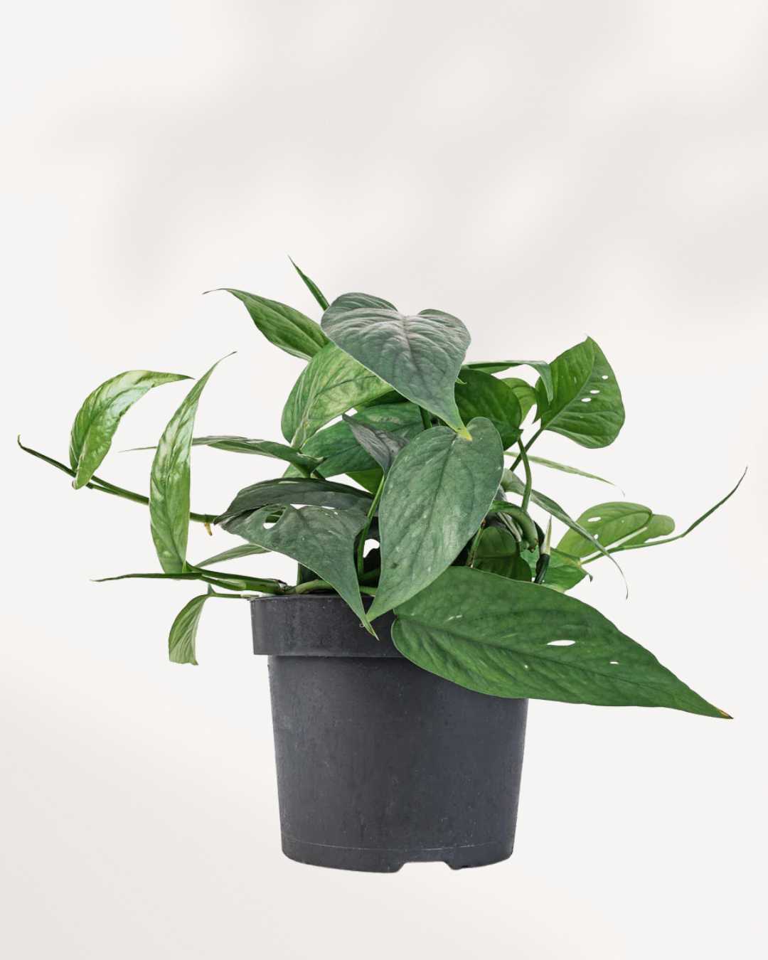 Epipremnum Pinnatum Skeleton Key 6" Pot - Medium