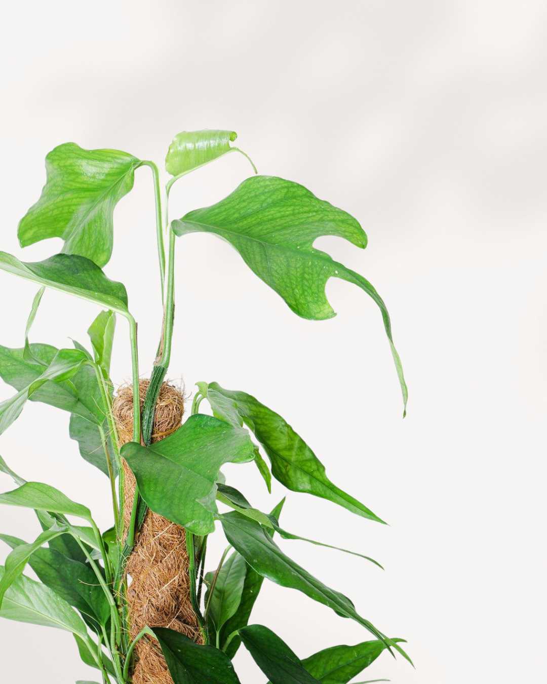 Epipremnum Pinnatum Skeleton Key
