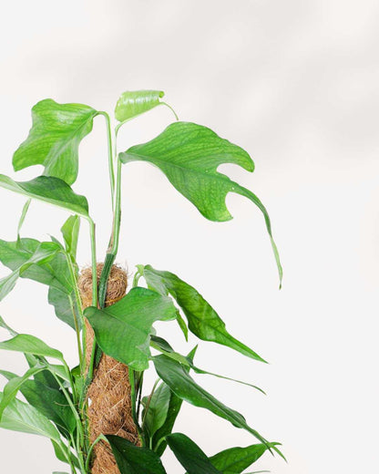 Epipremnum Pinnatum Skeleton Key