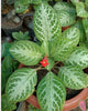 Episcia Faded Jade