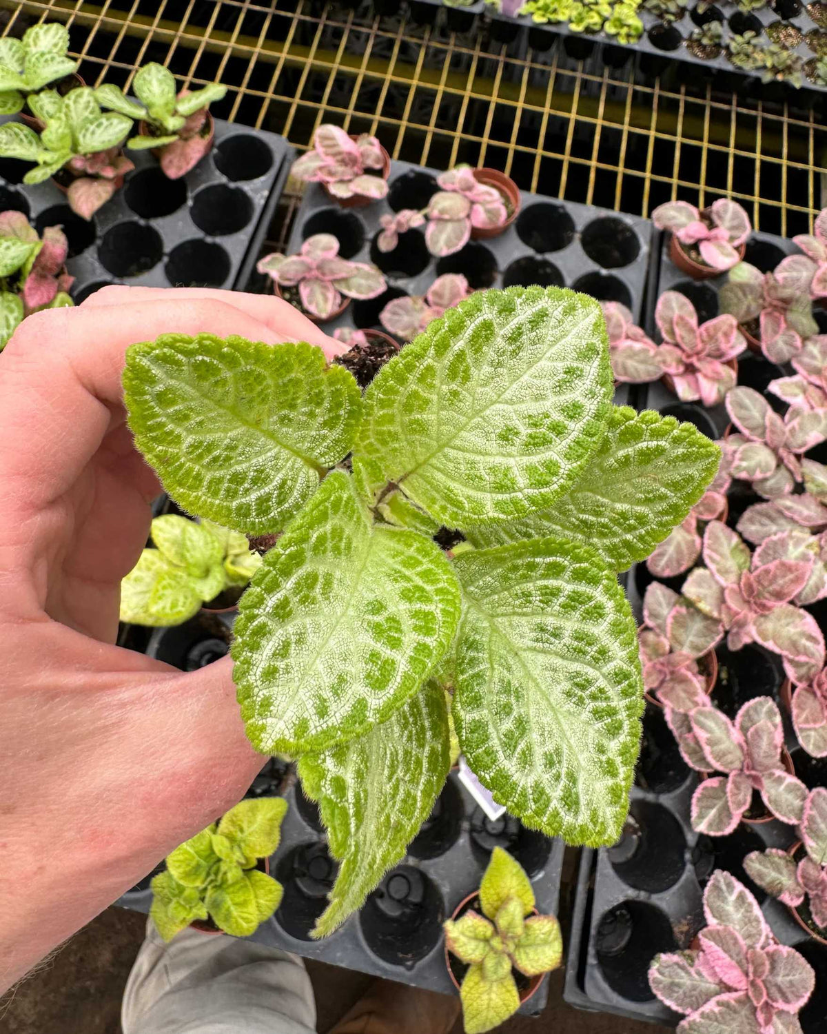 Episcia Faded Jade 2.5" Pot - XSmall