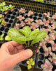 Episcia Faded Jade