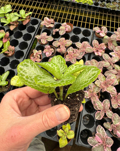 Episcia Faded Jade