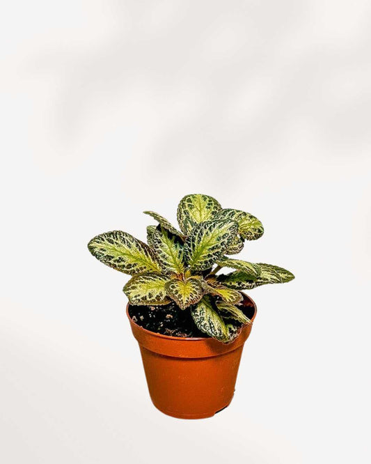Episcia Silver Sheen 3.5" Pot - XSmall