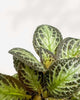 Episcia Silver Sheen