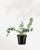 Eucalyptus Plant 4" Pot - Small