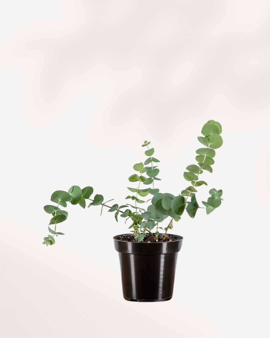 Eucalyptus Plant 4" Pot - Small
