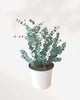 Eucalyptus Plant 6" Pot Medium
