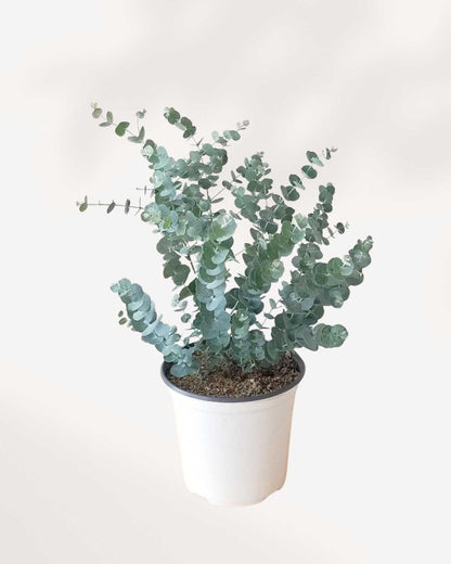 Eucalyptus Plant 6" Pot Medium