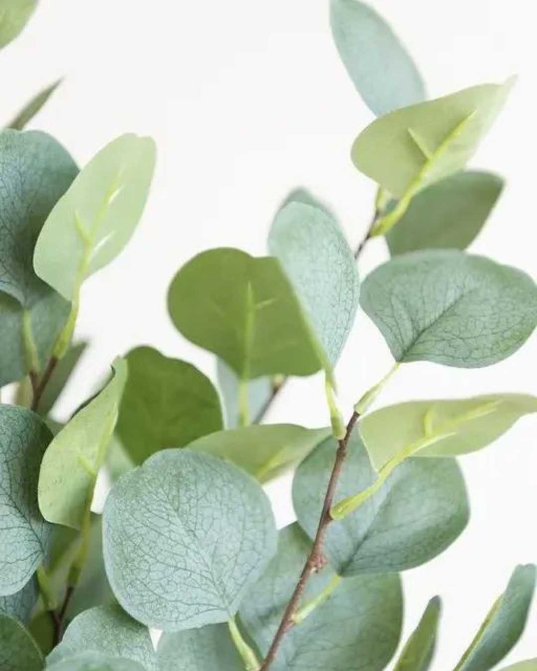 Eucalyptus Plant