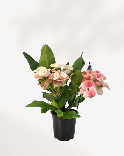 Euphorbia Milii Crown of Thorns 3.5" Pot - Small