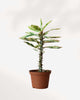 Euphorbia Milii Variegata 'Crown of Thorns' 3.5" Pot - Small