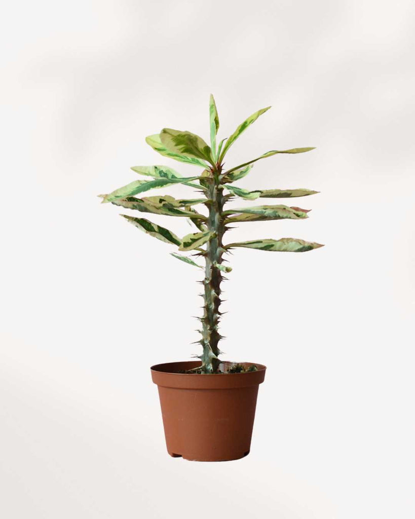 Euphorbia Milii Variegata 'Crown of Thorns' 3.5" Pot - Small
