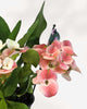 Euphorbia Milii Crown of Thorns
