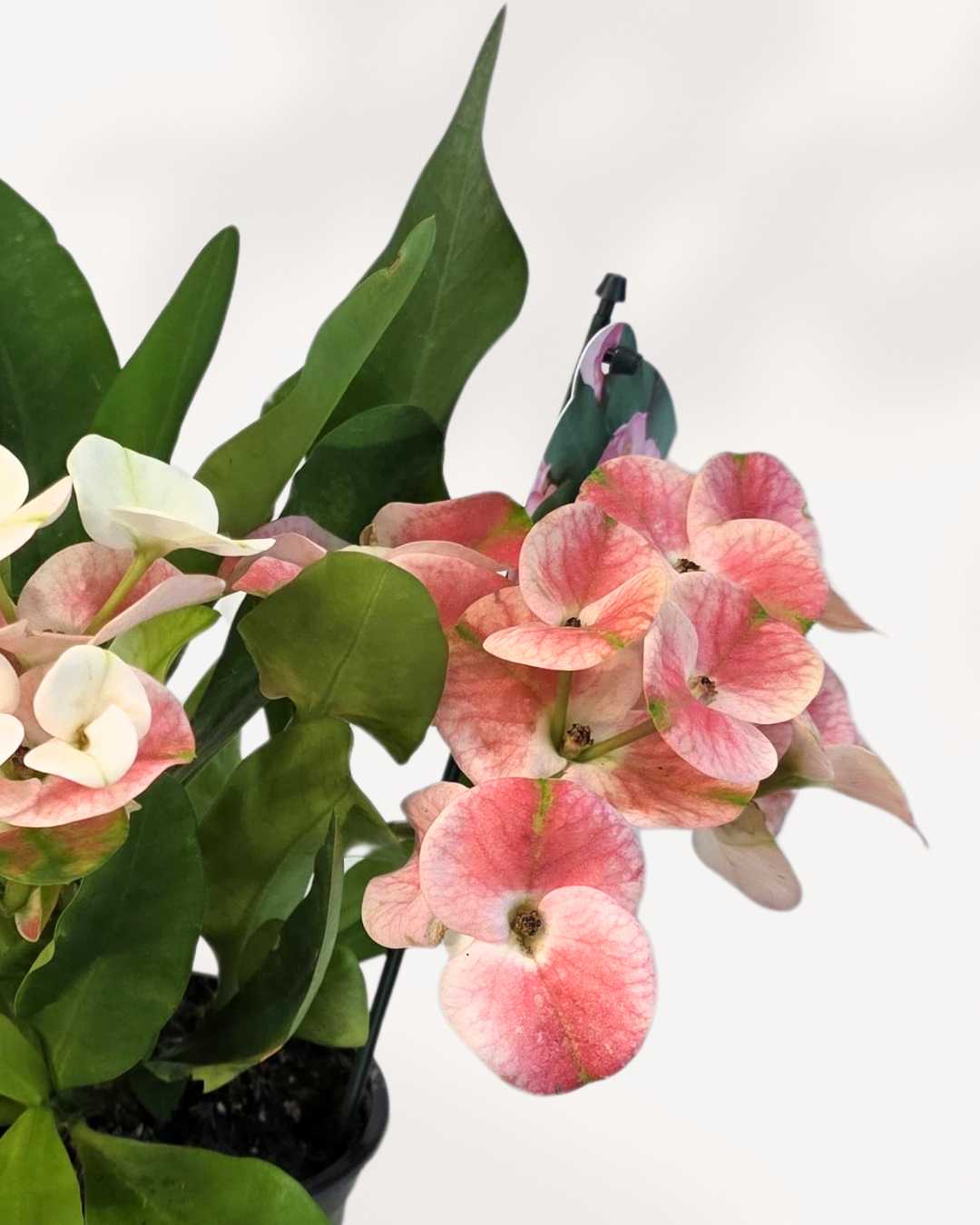 Euphorbia Milii Crown of Thorns