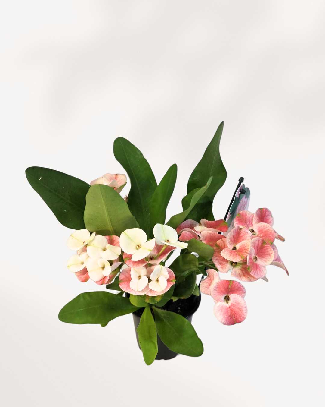 Euphorbia Milii Crown of Thorns