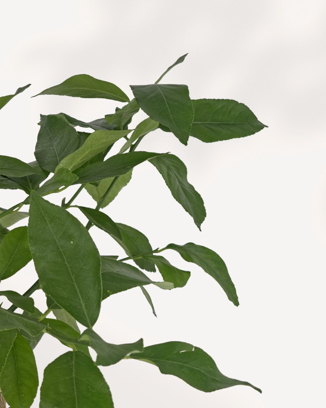 Eureka Lemon Tree close up, detailed citrus foliage and ripening lemons showing healthy growth, ideal indoor fruit tree for collectors and home gardeners