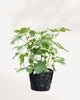 Fatshedera lizei Pia Variegata | Buy Online Pro Tip and Care Guide - Delivery from Toronto across Canada - Mygreenscape