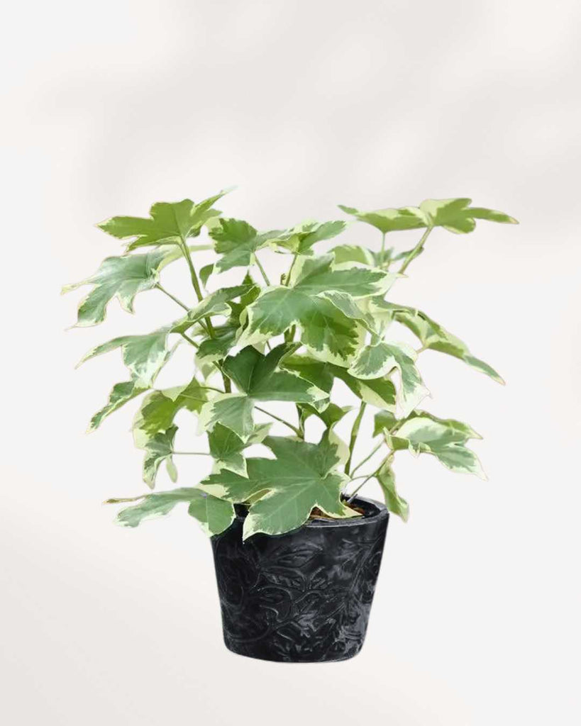 Fatshedera lizei Pia Variegata | Buy Online Pro Tip and Care Guide - Delivery from Toronto across Canada - Mygreenscape