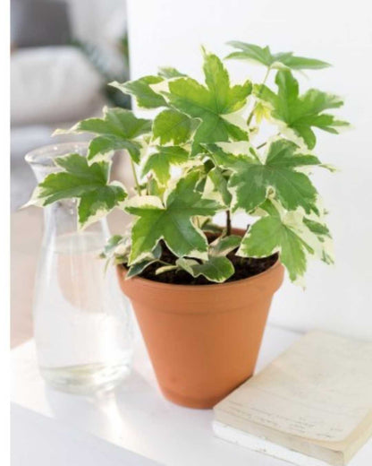 Fatshedera lizei Pia Variegata | Buy Online Pro Tip and Care Guide - Delivery from Toronto across Canada - Mygreenscape