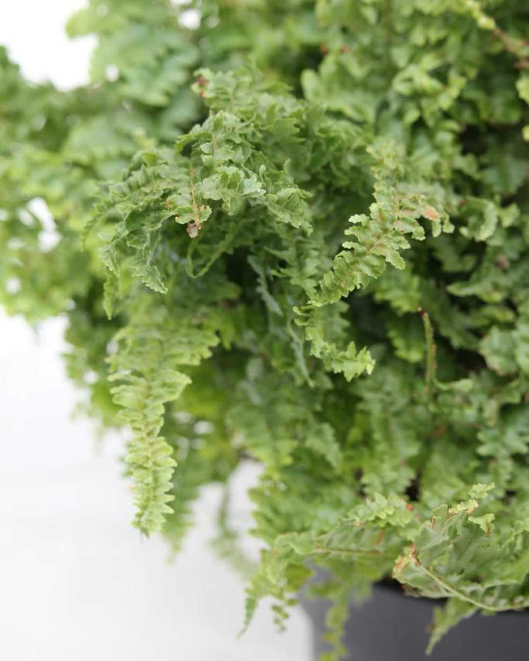 Close-up of Fluffy Ruffles Fern's ruffled fronds