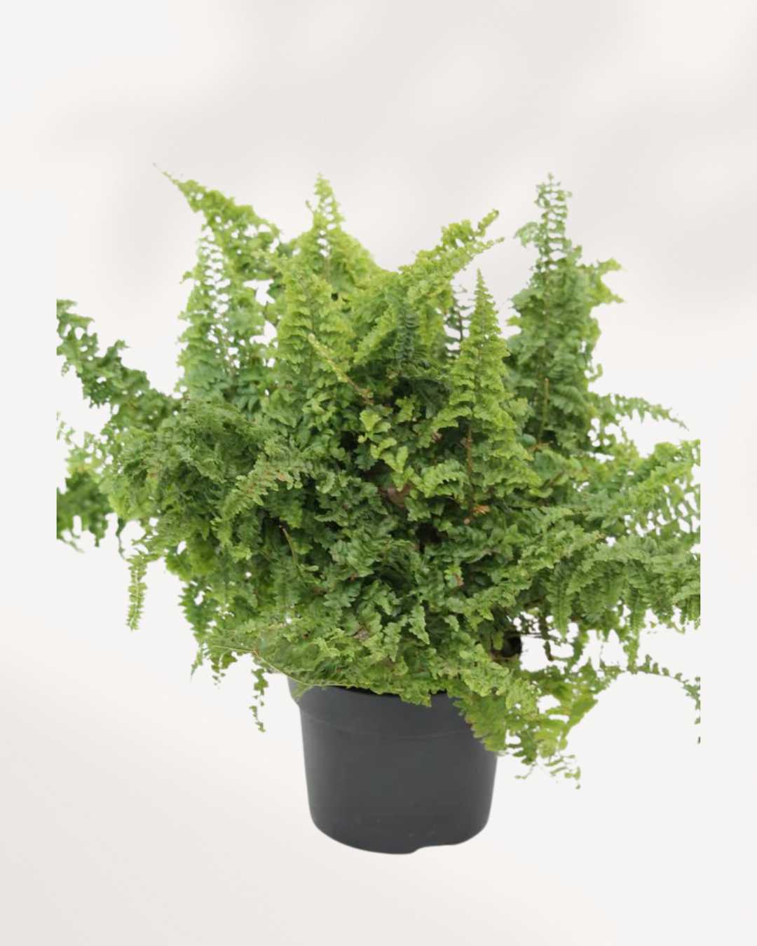 Fluffy Ruffles Fern plant in a medium pot