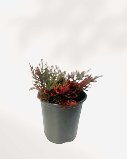 Fern Ruby Red Moss 3.5" Pot - Small