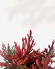 Close-up of Fern Ruby Red Moss's red-stemmed foliage