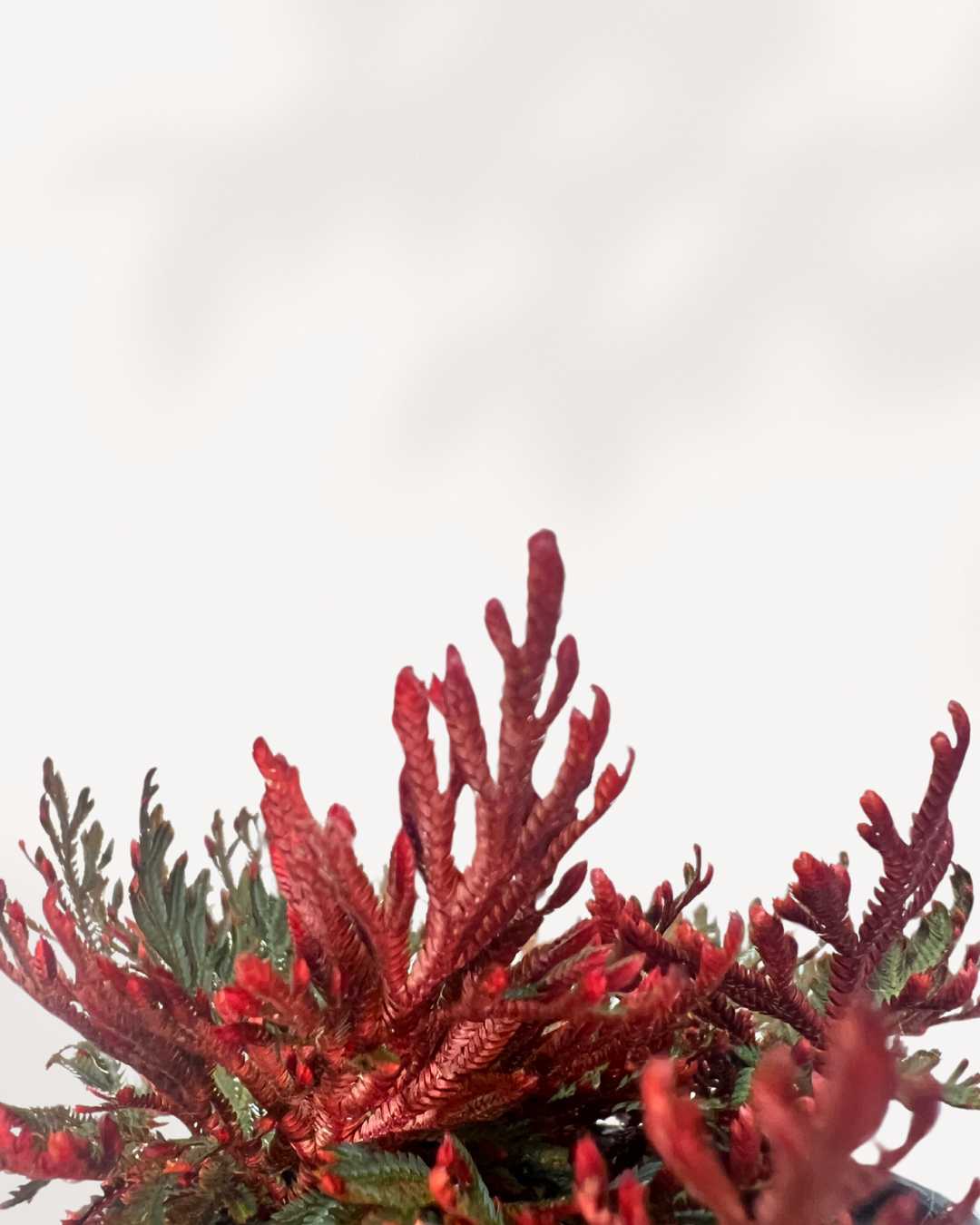 Close-up of Fern Ruby Red Moss's red-stemmed foliage