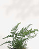 Rabbit Foot Fern lacy fronds detail