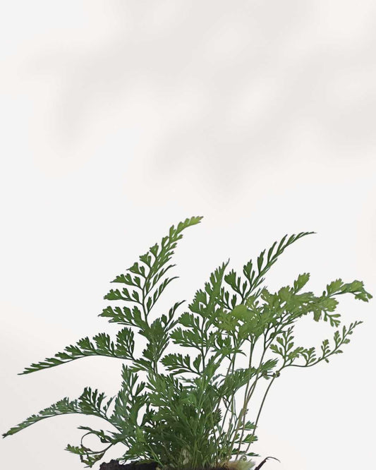 Close-up of Rabbit Foot Fern's fuzzy rhizomes